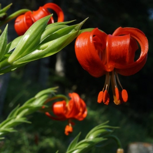 Lilium chalcedonicum